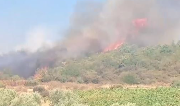 Arrestohet një 38-vjeçar në Shijak të Shqipërisë, dyshohet se shkaktoi zjarrin që dogji 1 mijë pemë ulliri