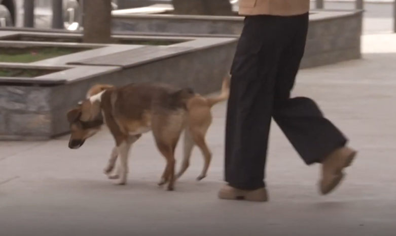 Problemi me qentë endacakë nuk do të zgjidhet shpejt (VIDEO)